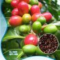 ARABICA COFFEE Plant (Coffea Catura Arabica) 10 PCS Seeds