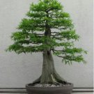 Araucaria Bonsai Tree 50 PCS Seeds