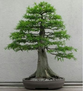 Araucaria Bonsai Tree 50 PCS Seeds