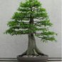 Araucaria Bonsai Tree 50 PCS Seeds