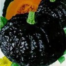 Archaizing Antique Pumpkin 4 PCS Seeds