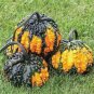 Archaizing Antique Pumpkin 4 PCS Seeds