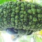 Archaizing Antique Pumpkin 4 PCS Seeds