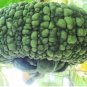 Archaizing Antique Pumpkin 4 PCS Seeds