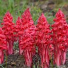 Arcodes Sanguinea Snow Plant 20 PCS Seeds