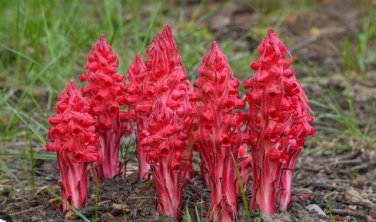 Arcodes Sanguinea Snow Plant 20 PCS Seeds