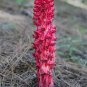 Arcodes Sanguinea Snow Plant 20 PCS Seeds