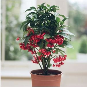 Ardisia Crenata Christmas Coral Berry Ornamental Tree 12 PCS Seeds