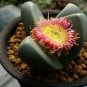ARGYRODERMA delaetii Succulents Garden Plants 20 PCS Seeds