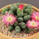 Argyroderma Mix Succulents Garden Plants 20 PCS Seeds Argyroderma Mix Succulents Garden Plants 20 PCS Seeds