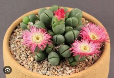 Argyroderma Mix Succulents Garden Plants 20 PCS Seeds