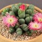Argyroderma Mix Succulents Garden Plants 20 PCS Seeds