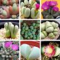 Argyroderma Mix Succulents Garden Plants 20 PCS Seeds