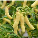 Aribibi Gusano Pepper Bolivian Chili Super Hot Caterpillar Pepper 100 PCS Seeds Aribibi Gusano Pepper Bolivian Chili Super Hot Caterpillar Pepper 100 PCS Seeds