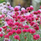 Armeria Maritima Bonsai Thrift 50 PCS Seeds