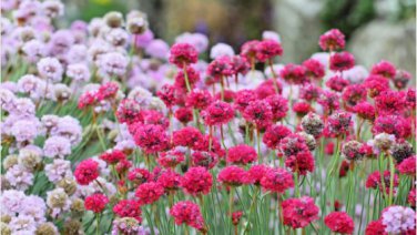 Armeria Maritima Bonsai Thrift 50 PCS Seeds