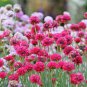 Armeria Maritima Bonsai Thrift 50 PCS Seeds