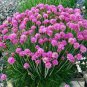 Armeria Maritima Bonsai Thrift 50 PCS Seeds