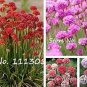 Armeria Maritima Bonsai Thrift 50 PCS Seeds