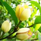 Aromatic Michelia Alba Flower Magnolia Bonsai Plant 100 PCS Seeds