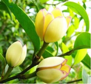 Aromatic Michelia Alba Flower Magnolia Bonsai Plant 100 PCS Seeds