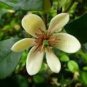 Aromatic Michelia Alba Flower Magnolia Bonsai Plant 100 PCS Seeds