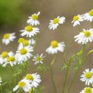 Aromatic plants Fruity Aroma Chamomile 50 PCS Seeds