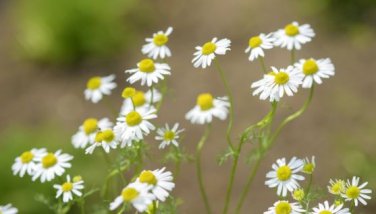 Aromatic plants Fruity Aroma Chamomile 50 PCS Seeds
