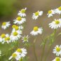 Aromatic plants Fruity Aroma Chamomile 50 PCS Seeds