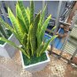 Artificial Succulent Agave Sansevieria Trifasciata Bonsai 300 PVS Seeds
