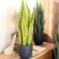 Artificial Succulent Agave Sansevieria Trifasciata Bonsai 300 PVS Seeds