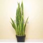 Artificial Succulent Agave Sansevieria Trifasciata Bonsai 300 PVS Seeds