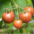 Artisan Purple Bumblebee Cherry Tomato 100 PCS Seeds