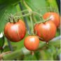 Artisan Purple Bumblebee Cherry Tomato 100 PCS Seeds