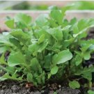 Arugula Plant Vegetable 120 PCS Seeds