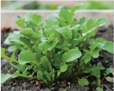 Arugula Plant Vegetable 120 PCS Seeds
