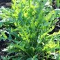 Arugula Plant Vegetable 120 PCS Seeds