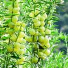 Asclepias Physocarpa Bonsai Balloon Flower 10 PCS Seedss