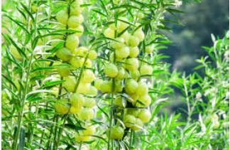 Asclepias Physocarpa Bonsai Balloon Flower 10 PCS Seedss