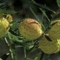 Asclepias Physocarpa Bonsai Balloon Flower 10 PCS Seedss