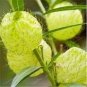 Asclepias Physocarpa Bonsai Balloon Flower 10 PCS Seedss