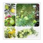 Asclepias Physocarpa Bonsai Balloon Flower 10 PCS Seedss