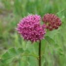 Asclepias purpurascens Purple Milkweed 30 PCS Seeds