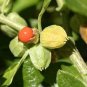 ashwagandha 100 PCS Seeds