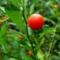ashwagandha 100 PCS Seeds