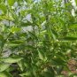 ashwagandha 100 PCS Seeds