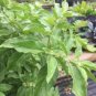 ashwagandha 100 PCS Seeds