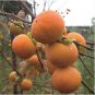 Asian Persimmon 100 PCS Seeds