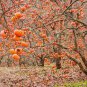 Asian Persimmon 100 PCS Seeds
