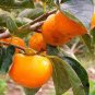 Asian Persimmon 100 PCS Seeds